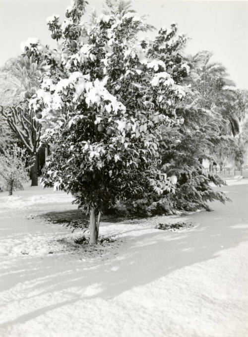 Date Farm- Tree Covered with Snow