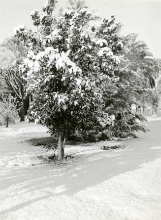 Date Farm- Tree Covered with Snow