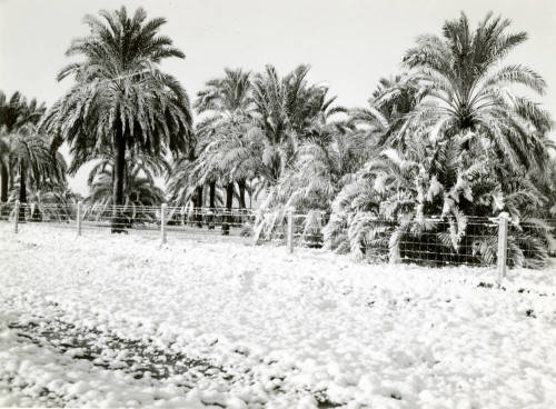 Date Farm- Date Palms Covered with Snow