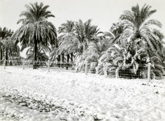 Date Farm- Date Palms Covered with Snow