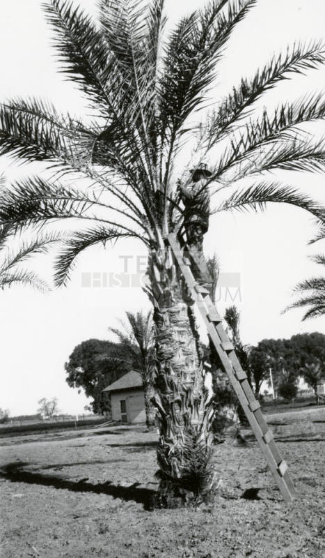 Man Inspecting Palm Tree