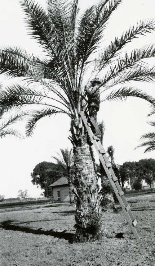 Man Inspecting Palm Tree
