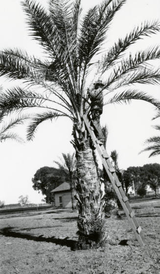 Man Inspecting Palm Tree