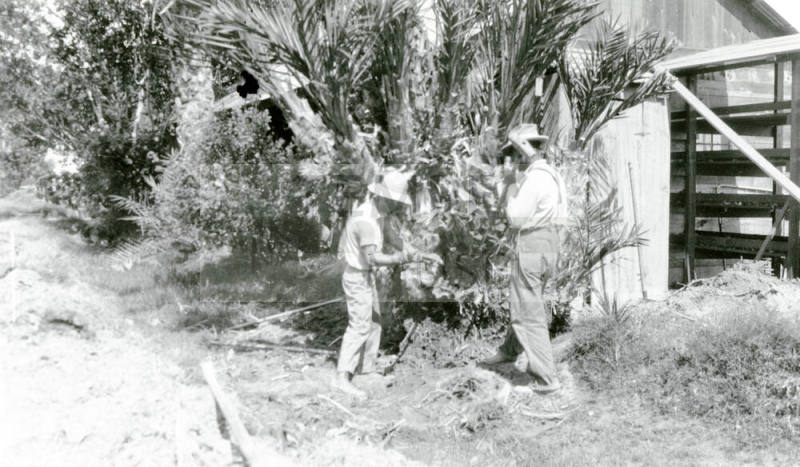 Two Men Working on Date Palm Tree