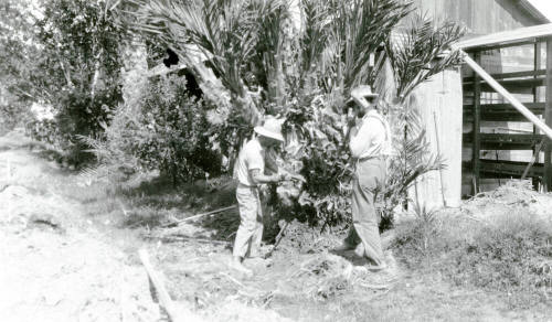 Two Men Working on Date Palm Tree