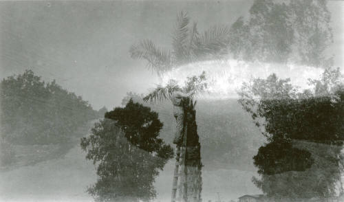 Man Working on Date Palm Tree