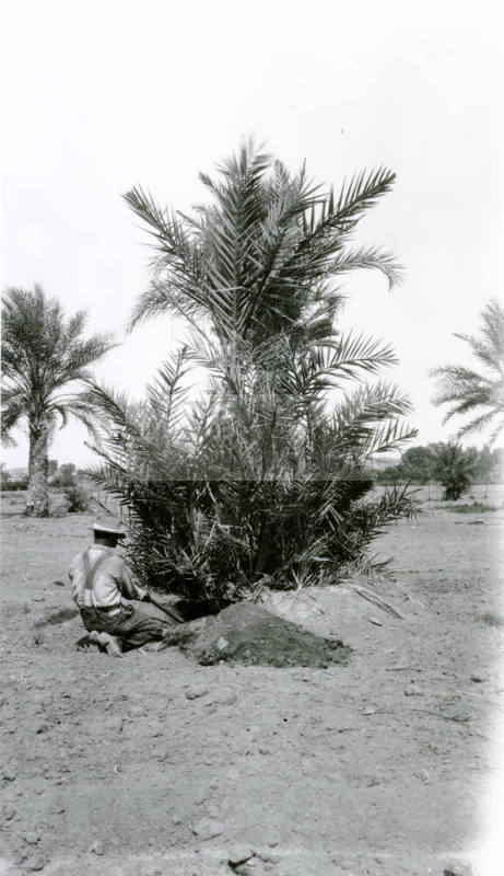 Man Digging Under a Date Palm Tree