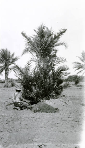 Man Digging Under a Date Palm Tree