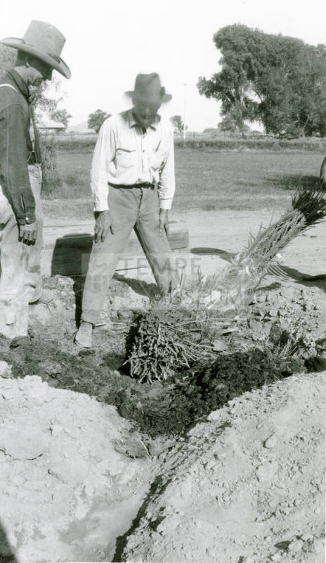 Men Planting Date Palm Tree