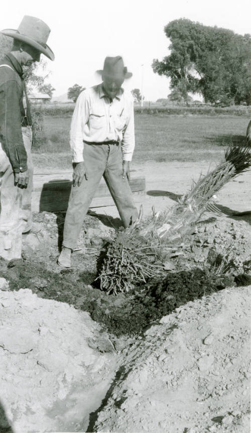 Men Planting Date Palm Tree
