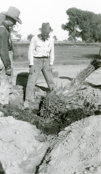 Men Planting Date Palm Tree