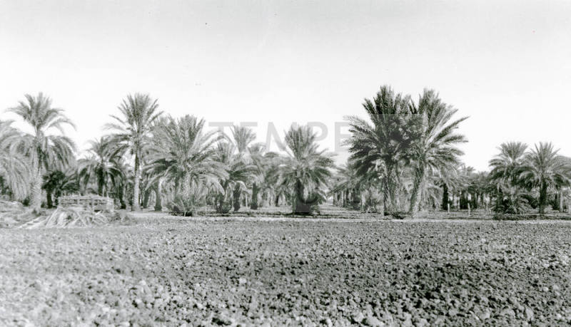 Date Palm Grove