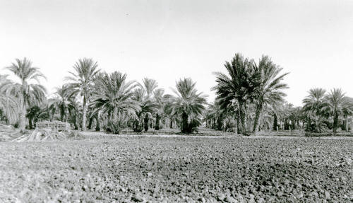 Date Palm Grove