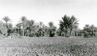 Date Palm Grove