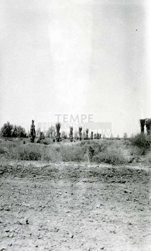 Date Palm Trees