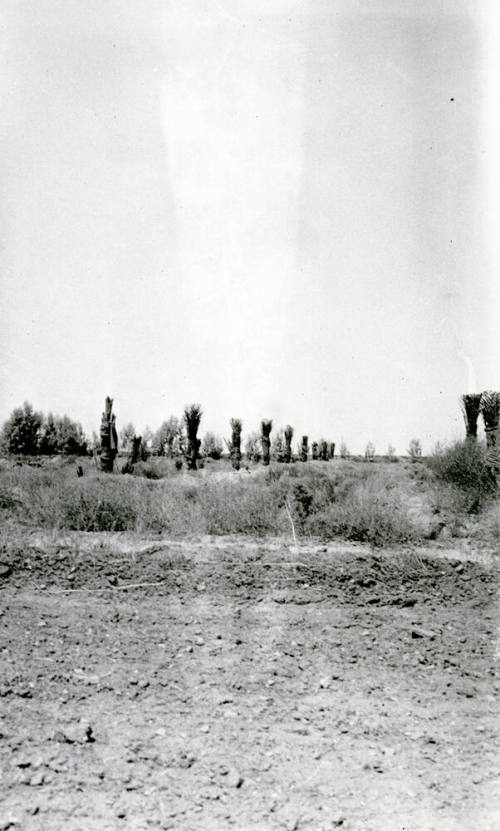 Date Palm Trees