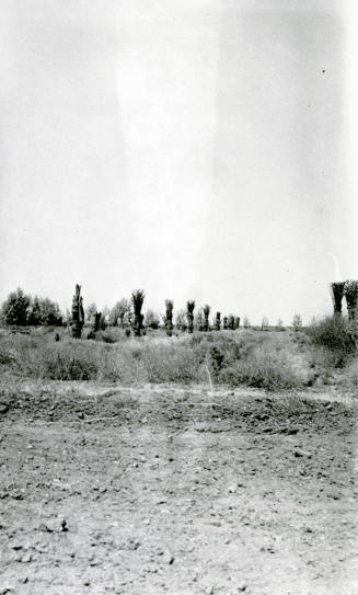 Date Palm Trees