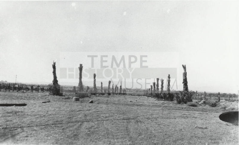 Date Palm Trees