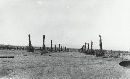 Date Palm Trees
