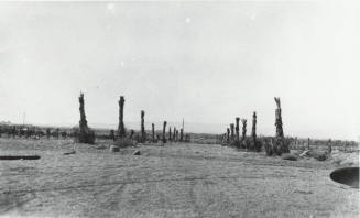 Date Palm Trees