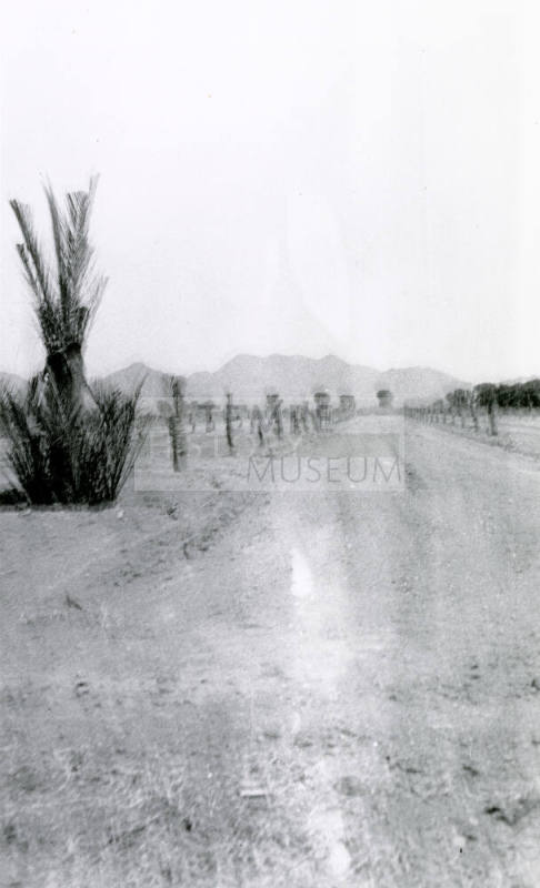 Date Palm Trees
