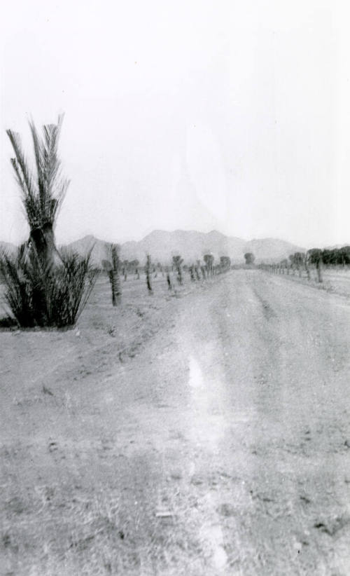 Date Palm Trees