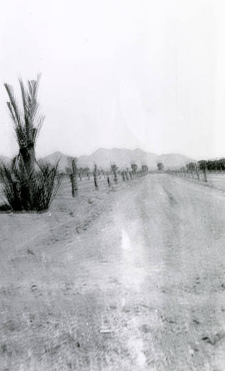 Date Palm Trees