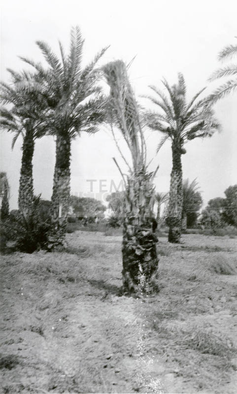 Date Palm Trees