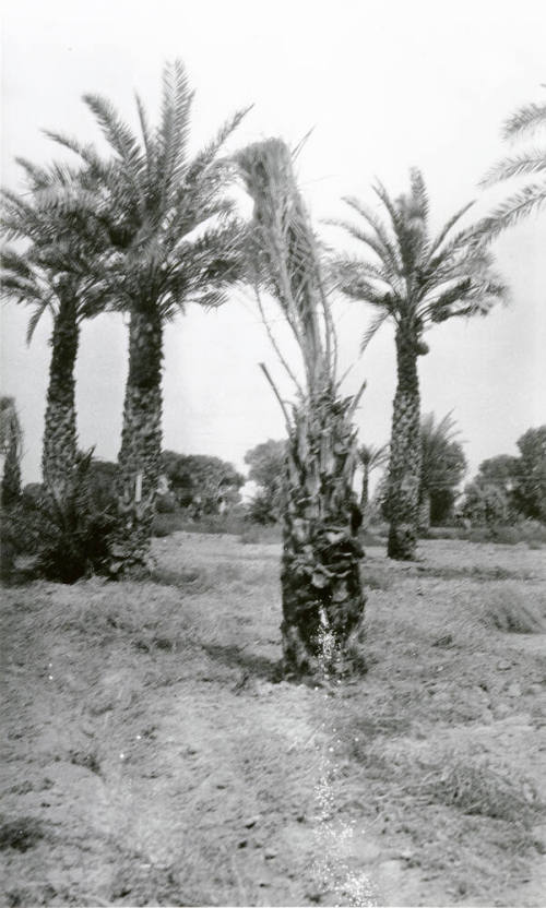 Date Palm Trees