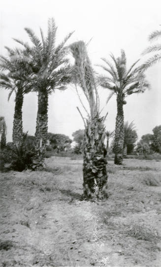 Date Palm Trees