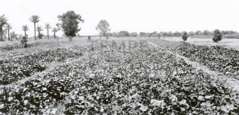 Field of Sugar Beets