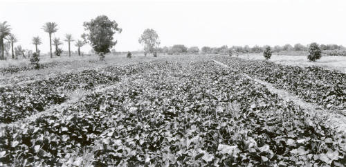 Field of Sugar Beets