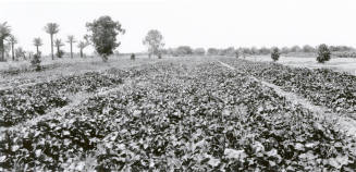 Field of Sugar Beets
