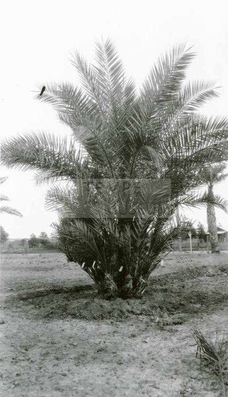 Date Palm Tree