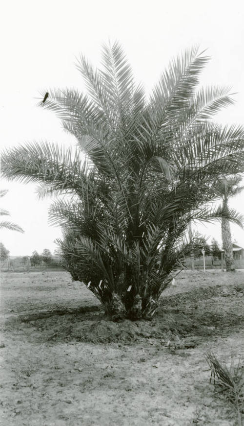 Date Palm Tree
