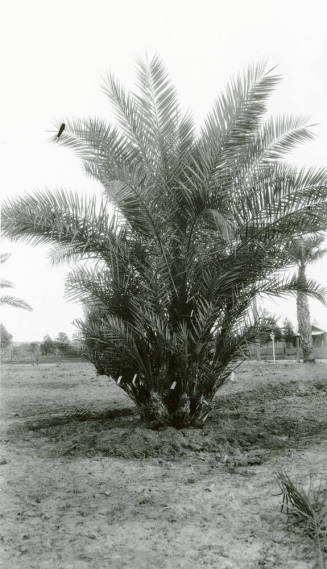 Date Palm Tree