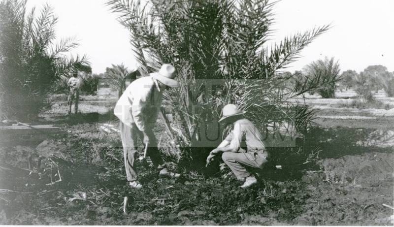 Two Men Working on Date Palm Tree