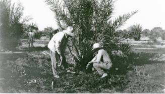 Two Men Working on Date Palm Tree
