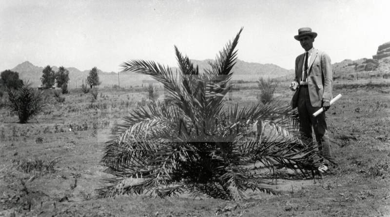 Man Standing by Date Palm Tree