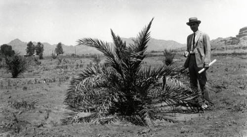 Man Standing by Date Palm Tree