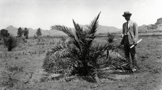 Man Standing by Date Palm Tree