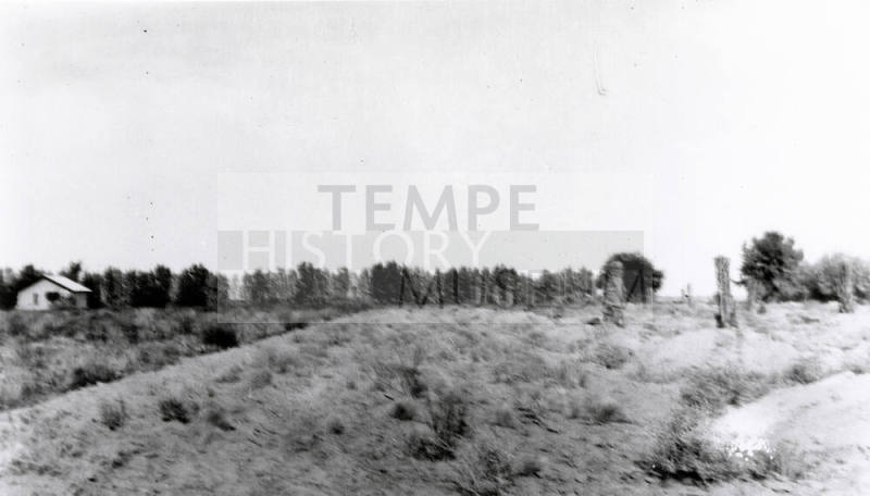 Field with Date Palms and Citrus Trees