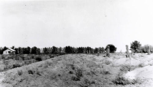 Field with Date Palms and Citrus Trees