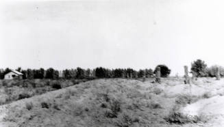 Field with Date Palms and Citrus Trees