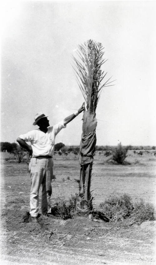 Man and Date Palm Tree