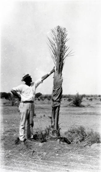 Man and Date Palm Tree