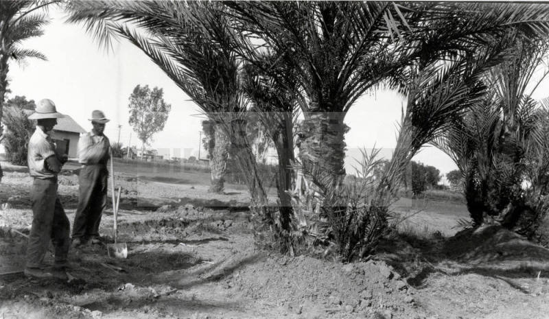 Two Men and Date Palm Trees