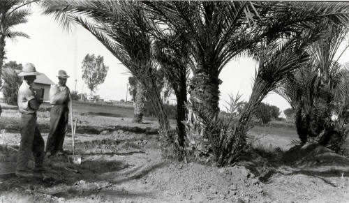Two Men and Date Palm Trees