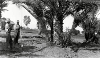 Two Men and Date Palm Trees