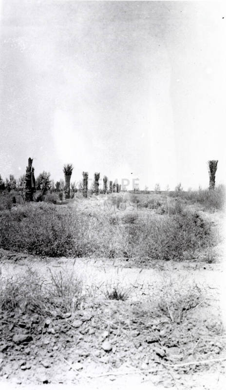 Date Palm Trees